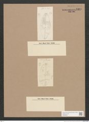 Navicula sp. (de-Toni-Nr.: Genus 1) Zeichnungen Sammlung Grunow Nr. 1360 (NHMW-BOT-W0368307)